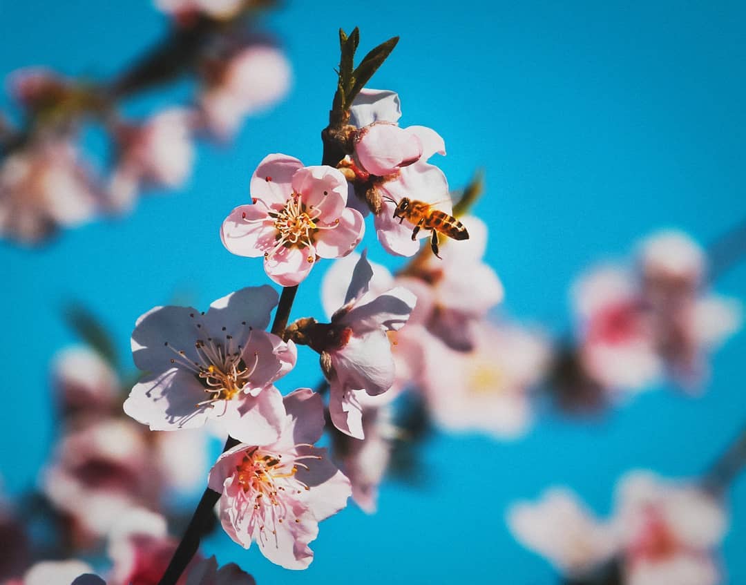 imagem: Floração dos pessegueiros