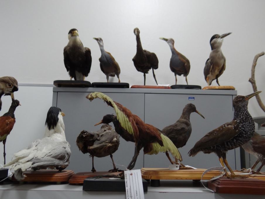 imagem: Museu de História Natural da UCPel reabre em novo espaço