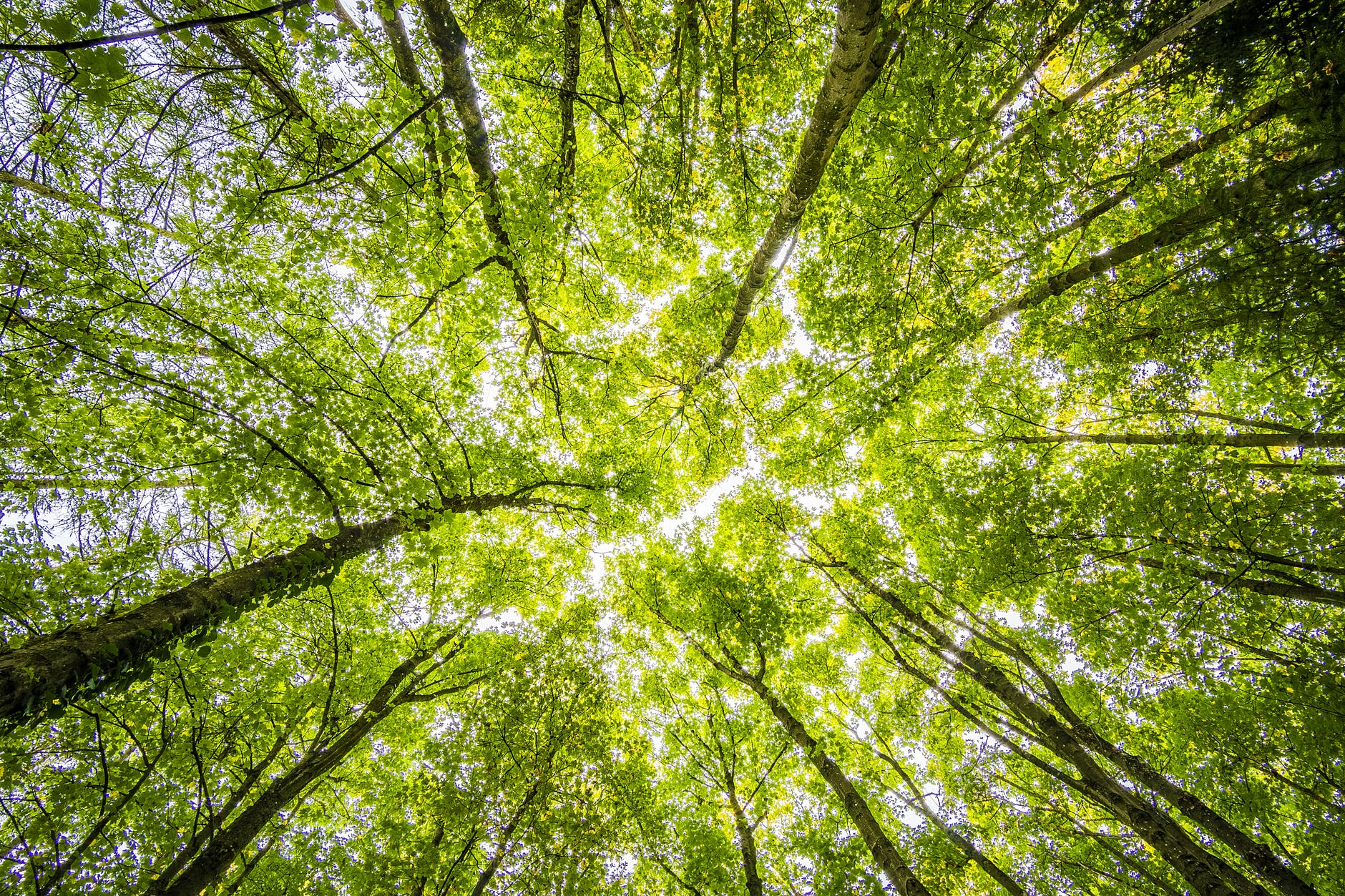 imagem: Pelotas abre programação da Semana do Meio Ambiente