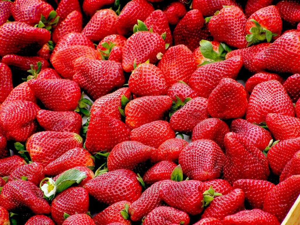 imagem: 6ª Feira Municipal do Morango começará no dia 21