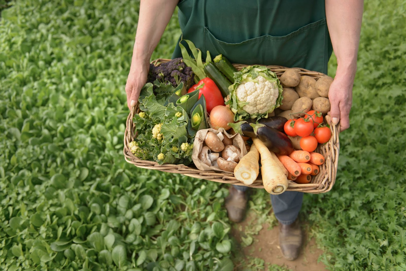 imagem: A 18ª Semana do Alimento Orgânico acontece em Pelotas e região sul do RS