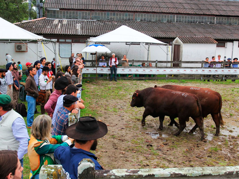 imagem: Venda de animais na Expofeira já supera os R$ 1,68 milhão